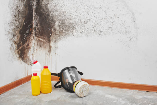 Best Mold Removal Company Near Me  in Nampa, ID