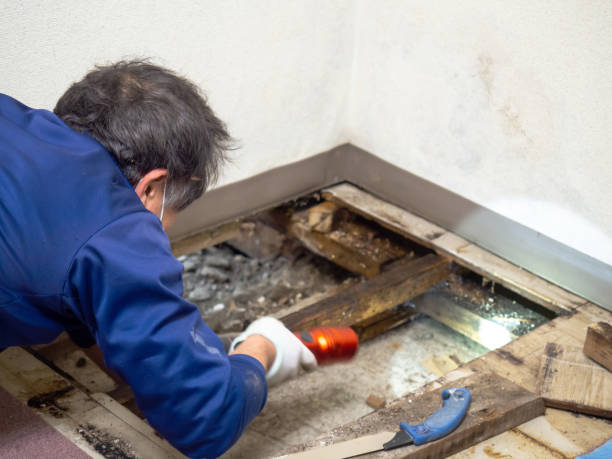 Best Mold Cleaning Services  in Nampa, ID