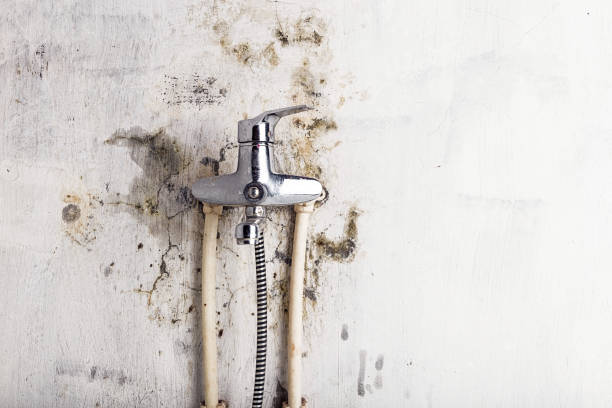 Trusted Nampa, ID Mold Removal Experts