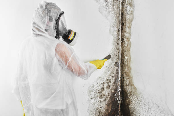 Best Office Mold Removal Services  in Nampa, ID
