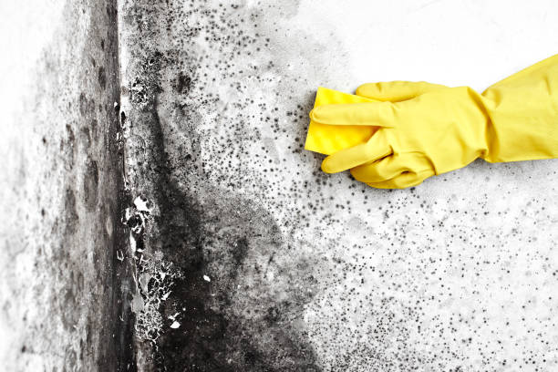 Best Mold Testing  in Nampa, ID