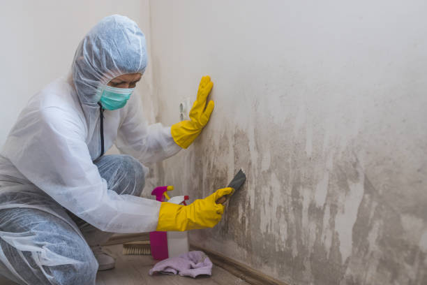 Best Attic Mold Removal  in Nampa, ID