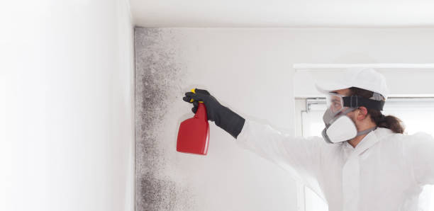 Best Emergency Mold Removal  in Nampa, ID