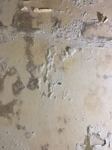 Best Fast Mold Removal  in Nampa, ID