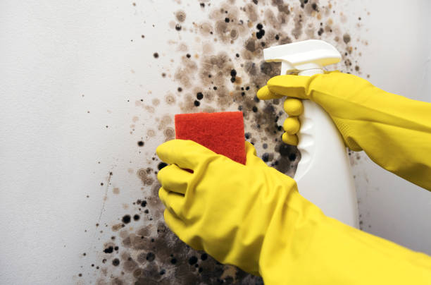 Best Mold Testing  in Nampa, ID