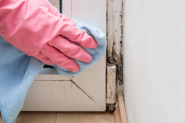 Best Mold Damage Repair  in Nampa, ID